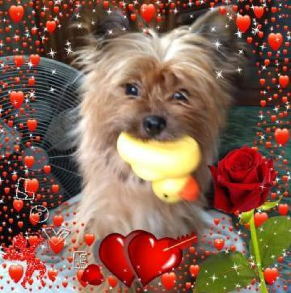 Meet your Posher, Stephaney